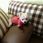 (사진o)부천 괴안동에서 ...강아지를 잃어버렸어요. 사례금 정말...