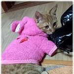 [냥판] 봉구봉자~ <b>봉봉</b> 친구들의 일상