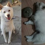 (분양) 풍산개 <b>미녀</b>엄마 풍순이와 6남매~ (귀염주의)