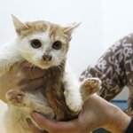 고양이 떄려잡는 곳에서 새끼 냥이 구조_3개월 치즈 여아
