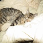 우리집 막둥이 꺼<b>몽이</b>를 소개합니당당당