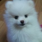 (사진多) 성격나쁜 우리집 이쁜 포메라니안 <b>낭낭</b>이!!