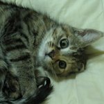 막둥이꺼<b>몽이</b>