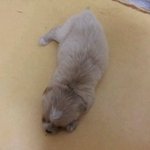 2013.1.3 <b>pm</b> 4:34 아지의 무지개 다리..