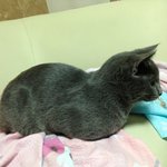 <b>러블</b> 추냥이판 6탄! 상추냥의 목욕 훔쳐보기!