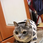 [김괭] 김고양이 스물 여덟번째