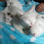 개냥이 <b>뚜</b><b>비</b>,귀여워도 너~~~무 귀여운 <b>뚜비</b>를 소개 합니다