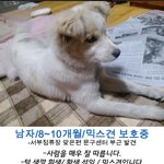 대구 / <b>남구</b> / 서부정류장 근처 / 강아지 보호중이에요