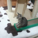 *판에서만난<b>묘연</b>*