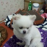 화이트포메!!!똘이 입니다!!!ㅋㅋㅋㅋ<b>별명</b> 망나니........