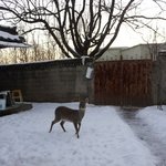 죽다 살아난 고라니