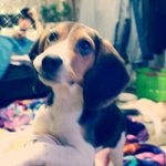 움찔움짤)333<b>비굴</b>한 비글 초코송이 초코판333