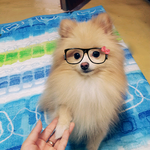 포메- <b>도도</b>한포니^^