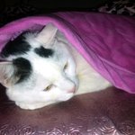 [냥판] <b>대두</b>김용배의 2013년에는 쪼금만 싸웁니다.