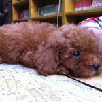 정말 <b>제눈</b>에만 이쁜건가요~?