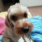 보고싶은 우리 꼬막 <b>신사</b> 태어날때나죽을때나 제가항상함께잇엇네요