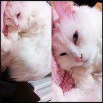 고양이가 저를 너무 좋아해요...ㅜㅡㅜ;;