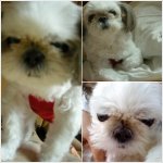 [할머니 개판] 13살 할머니 <b>시츄</b>의 행복한 동거생활~~!!!