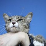 새끼잃고 길에서 배회하던 아이랍니다_급임보처 찾습니다