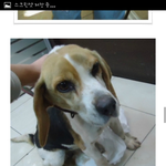 1월10일 안락사예정이였던 아이들 살렸습니다.