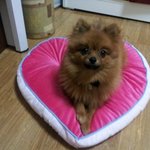 6탄 산도(<b>포메</b>) 성장 스토리