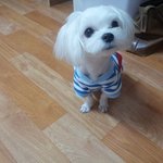 건강한 강아지가 동물병원에 갔더니 죽었습니다.