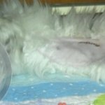 내 이쁜 샤샤를 소개합니다. (중성화후기~*)