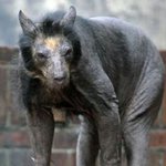 <b>팬더</b>의 털을 깎으면  대박ㅋㅋ