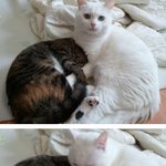 (다시돌아온)레오의 파란만장한 청춘과 중성화 (내가 고자라니!!...