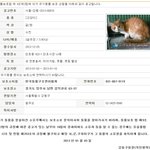 할아버지가 키우던 12마리 고양이들이 안락사위기에 처했어요...