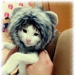 [길냥마늘네] [판에서 만난 마늘이] 모델 마늘님ㅋㅋ