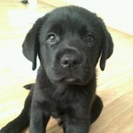 +추가 (간)짜장이와 <b>너구리</b>를 소개합니다.