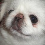 저희집 귀염둥ㅇㅣ 흰둥이!