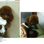 강아지한테 역관광당한 동생..ㅋㅋㅋㅋ(펌)