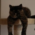 ~신기한 고양이들이 돌아왔어요~