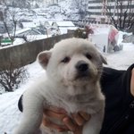 미녀 풍산어미 풍순이와 6남매 2탄 - 첫번째 아기 분양기 ㅠ