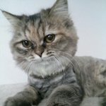 울집사랑스러운 <b>푸시</b>를 소개합니당~