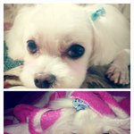 조언부탁합니다) 하루아침에 이빨전체를 잃은 <b>루이</b>에게 힘을 주세요