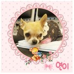 유기견아이들 입양/임보 해주세요~ (아이들이 많습니다.)