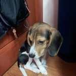 뿌잉움찔)444<b>비굴</b>한 비글 초코송이 초코판444