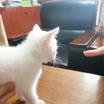 제 동생 순정이를 소개 합니다...