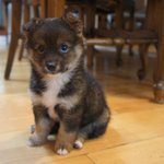 유기견입양)깜찍한 아기강아지 엄마가되어주세요