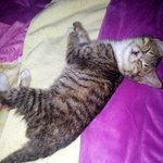 (냥이 입양글) 고등어 <b>턱시도</b> 흰양말 냥이(약 80일생) 의 주인이...