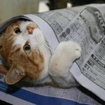 이번 겨울엔 용평리조트에 블랙박스 달고 안전하게