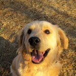 돼지가되어버린 우리집 골든리트리버