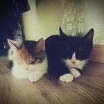 귀여운 양이 두마리와 동거중