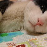 태양이)) 캬아아아<b>아악</b> &amp; 꾹꾹이 &amp; 오징어의 외침