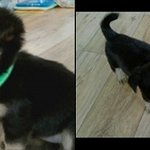 우리집 <b>말썽</b>꾸러기들을 소개합니다!!!!(사진有)