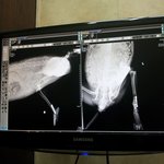 안락사 위기에서 구한 <b>아라</b>,아미,카엘의 두번째 이야기