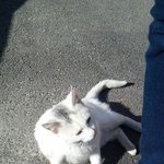 길냥이중에 개냥이 하양이를 소개합니다!